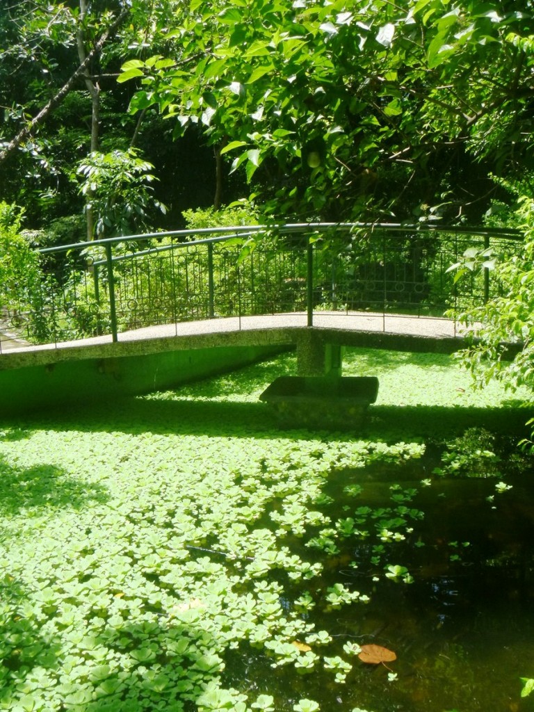 Bridge over a pond